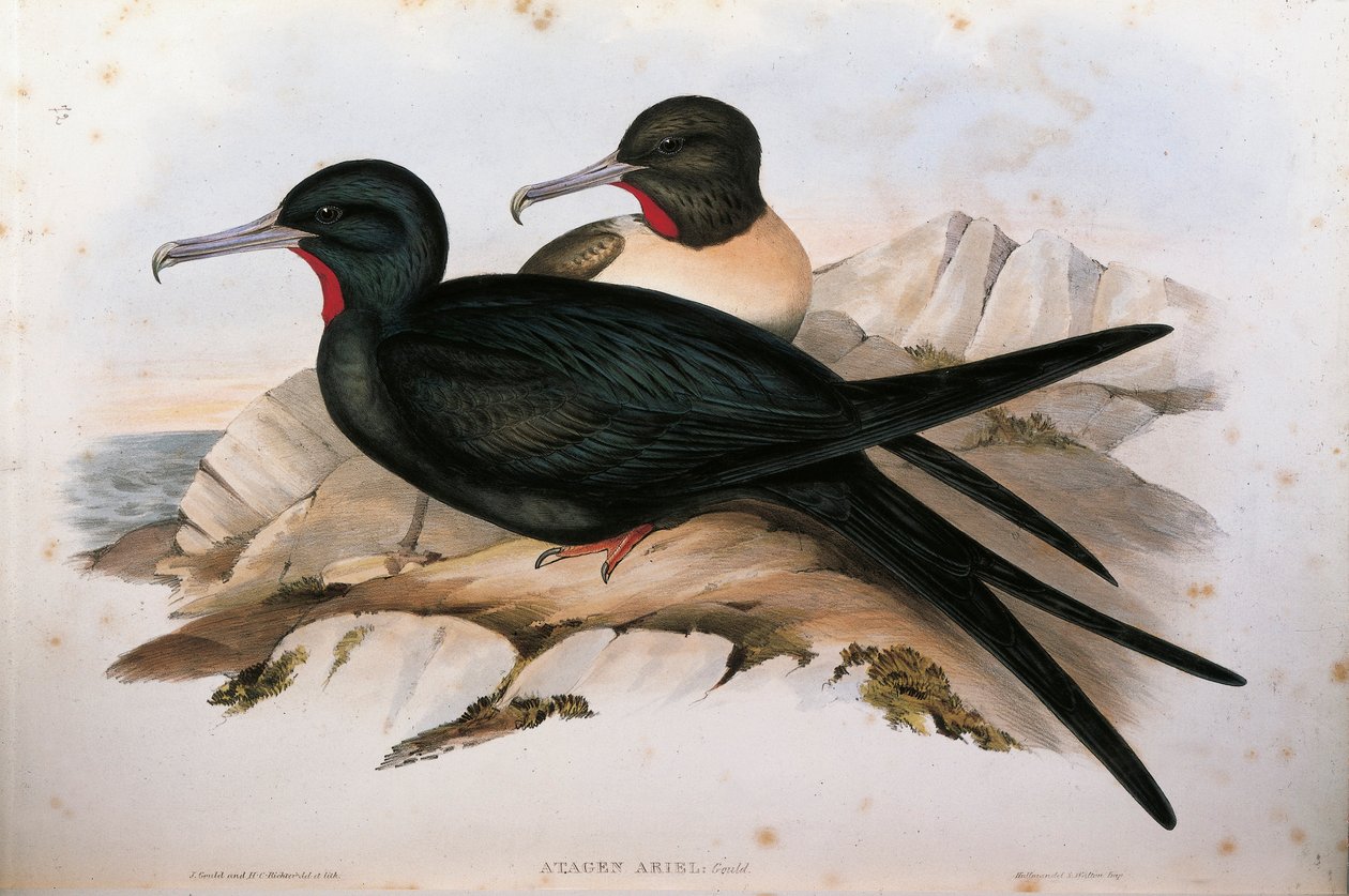 Ilustrace z knihy Johna Goulda "The Birds of Australia" představující fregatu Fregata ariel od Oscara Dresslera od John Gould