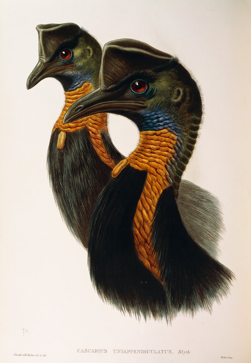Ilustrace z knihy Johna Goulda "The Birds of Australia" představující kasuára severního Casuarius unappendiculatus od Oscara Dresslera od John Gould