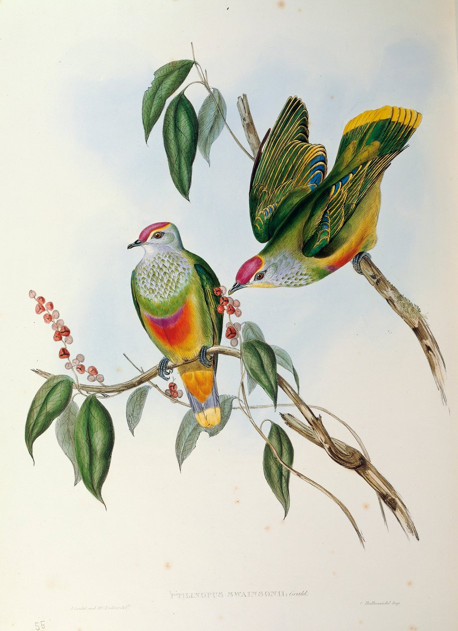 Ilustrace z knihy Johna Goulda "The Birds of Australia" představující holubici ovocnou Ptilinopus regina, od John Gould