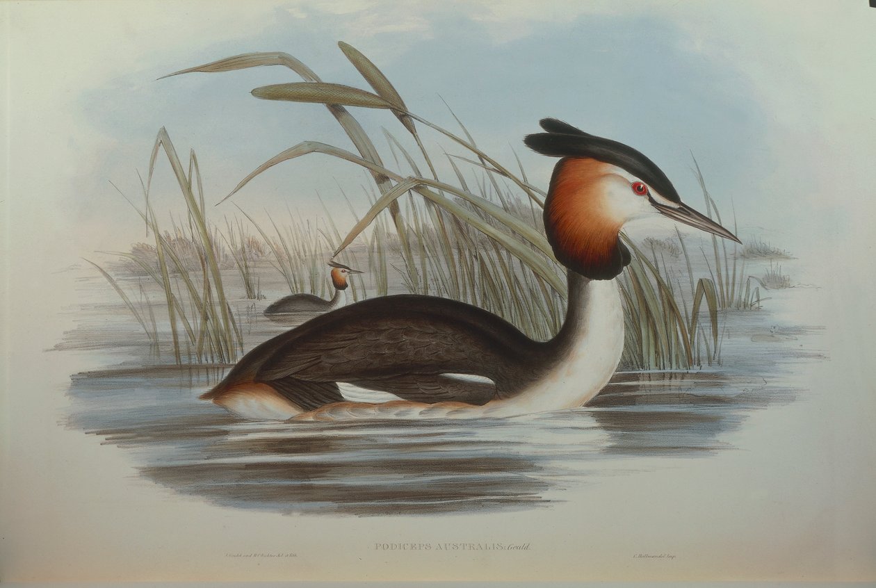 Ilustrace z knihy Johna Goulda „The Birds of Australia“ představující potápka chocholatá Podiceps cristatus australis, od Oscara Dresslera od John Gould