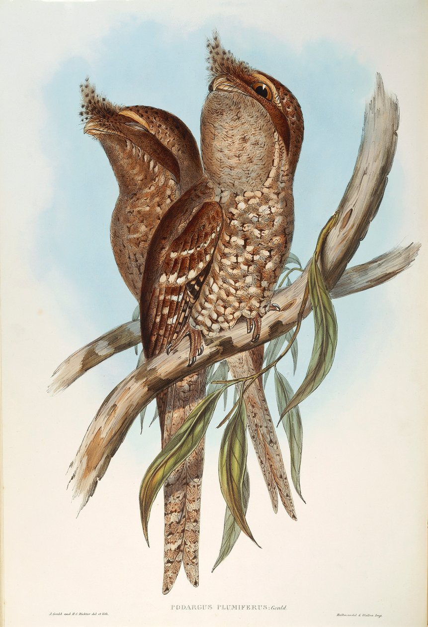 Ilustrace z knihy Johna Goulda "The Birds of Australia" představující Tawny Frogmouth Podargus strigoides, od Oscara Dresslera od John Gould