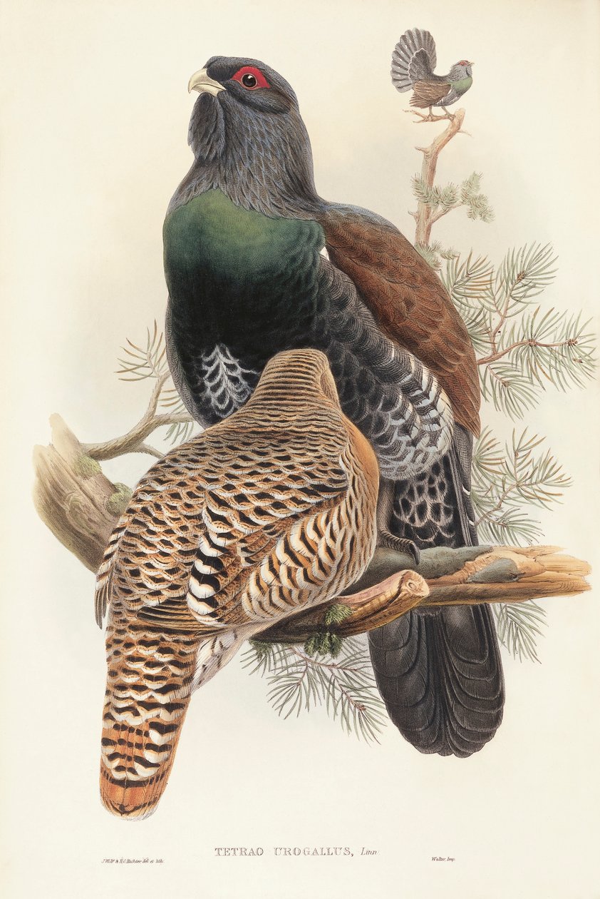 Ilustrace z knihy Johna Goulda „The Birds of Great Britain“ představující tetřeva hlušce Tetrao urogallus od John Gould