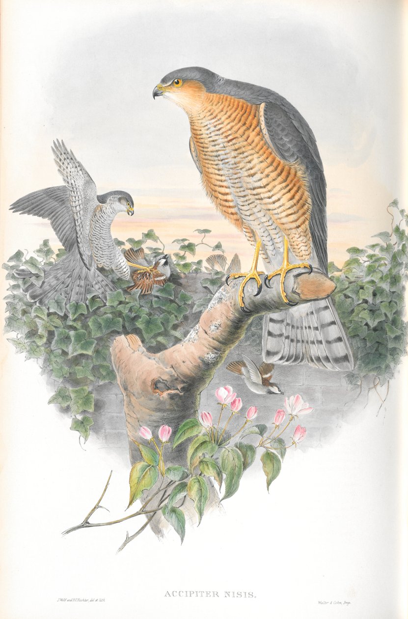 Ilustrace jestřába krahujce (Accipiter Nisis) od John Gould