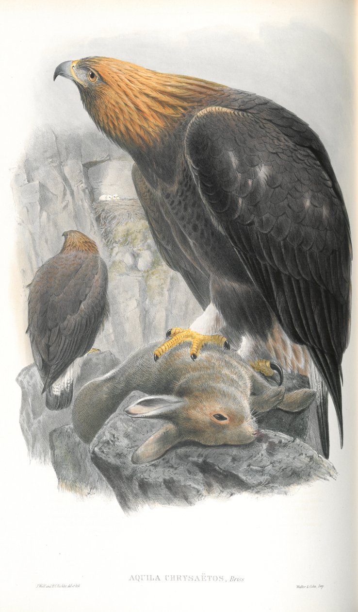 Ilustrace Aquila Chrysaetos (orel skalní) od John Gould
