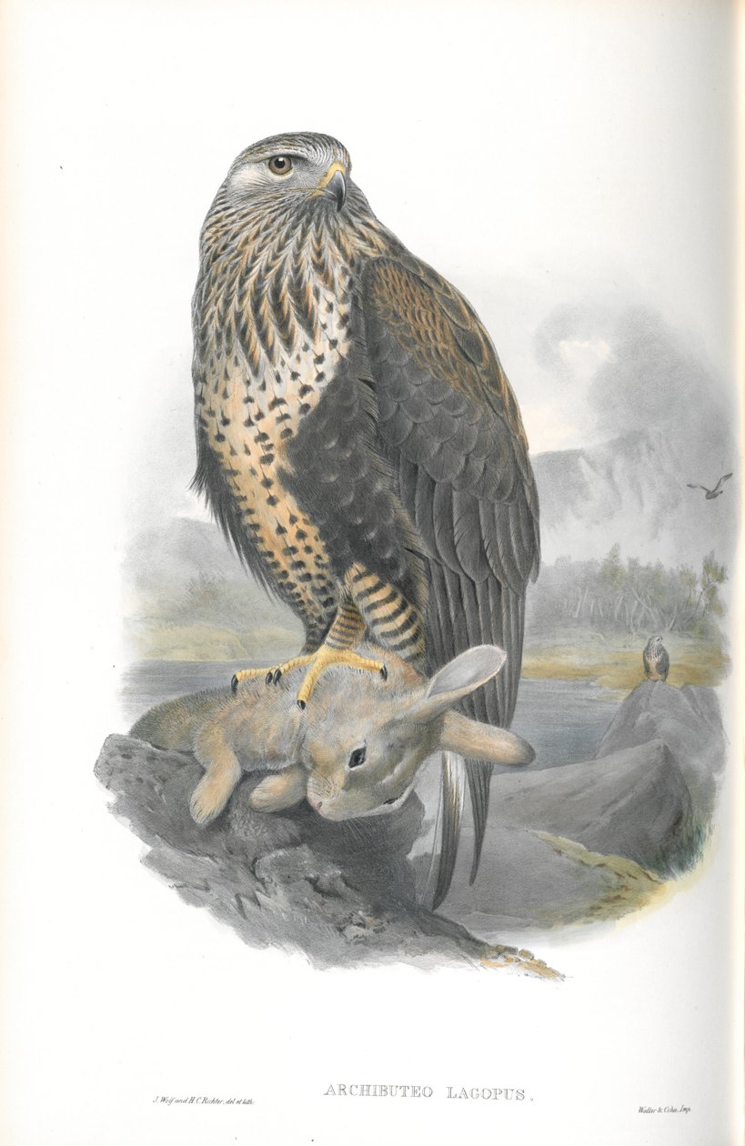 Ilustrace druhu Archibuteo Lagopus (káně rousná) od John Gould