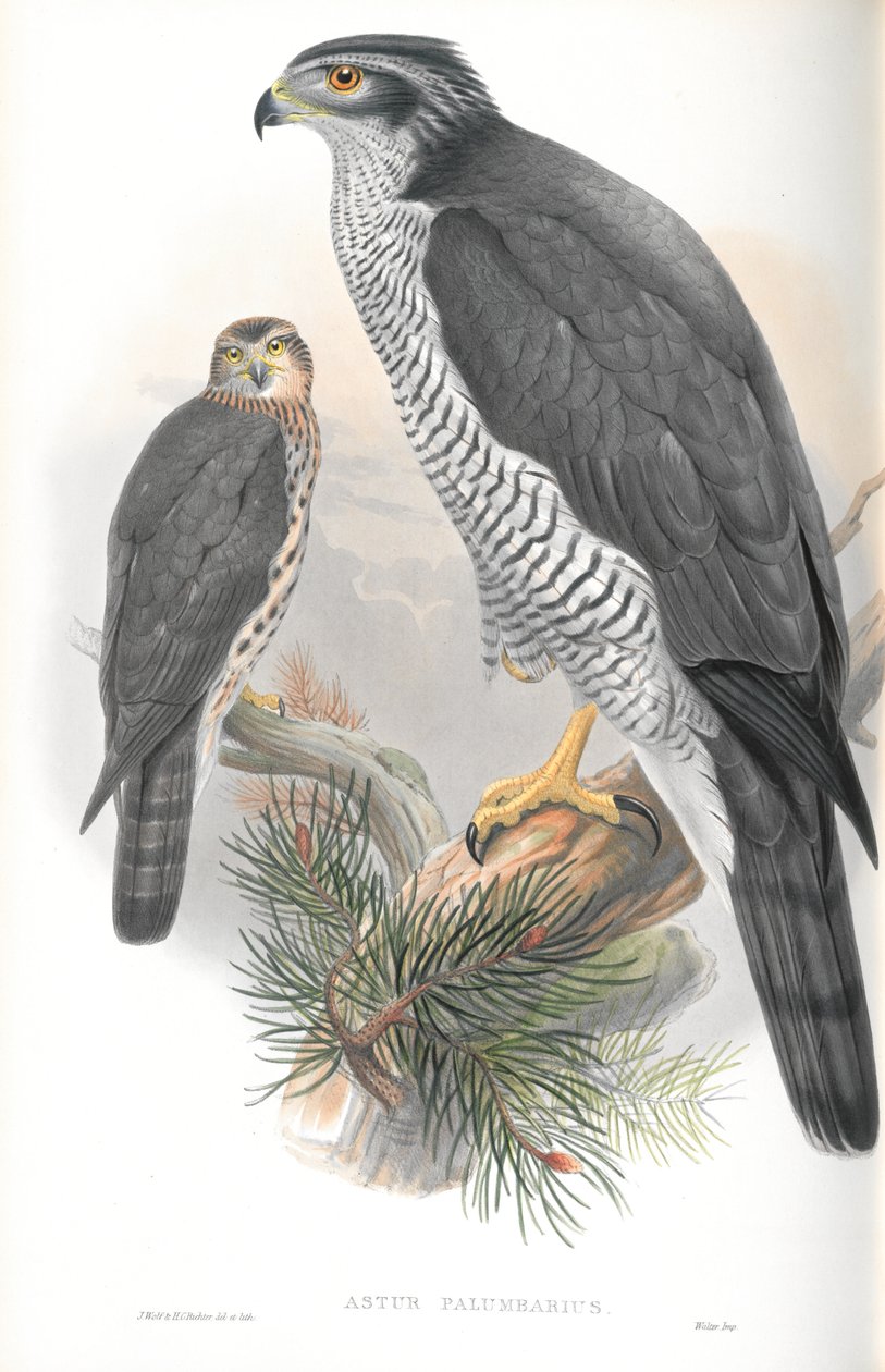 Ilustrace Astur Palumbarius (jestřáb lesní) od John Gould