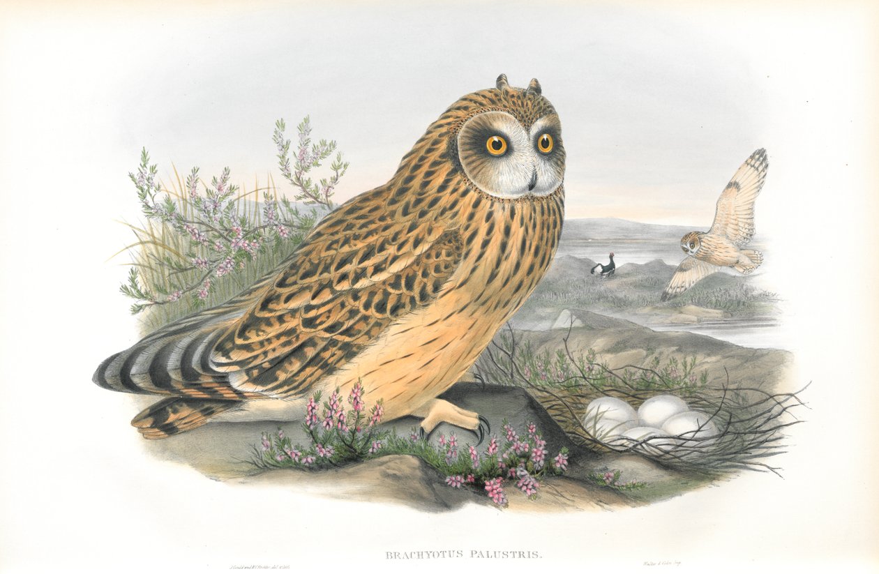 Ilustrace Brachyotus Palustris (sova ušatá) od John Gould