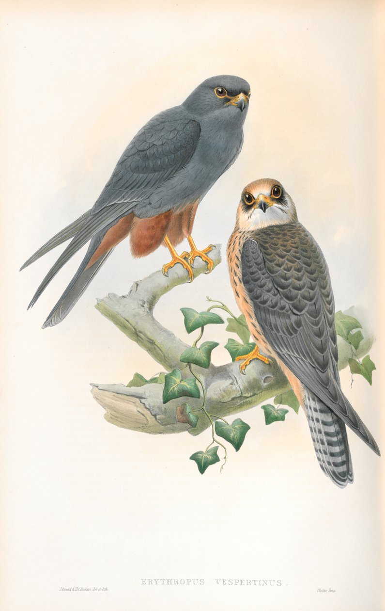 Ilustrace druhu Erythropus Vespertinus (konipas oranžovonohý) od John Gould