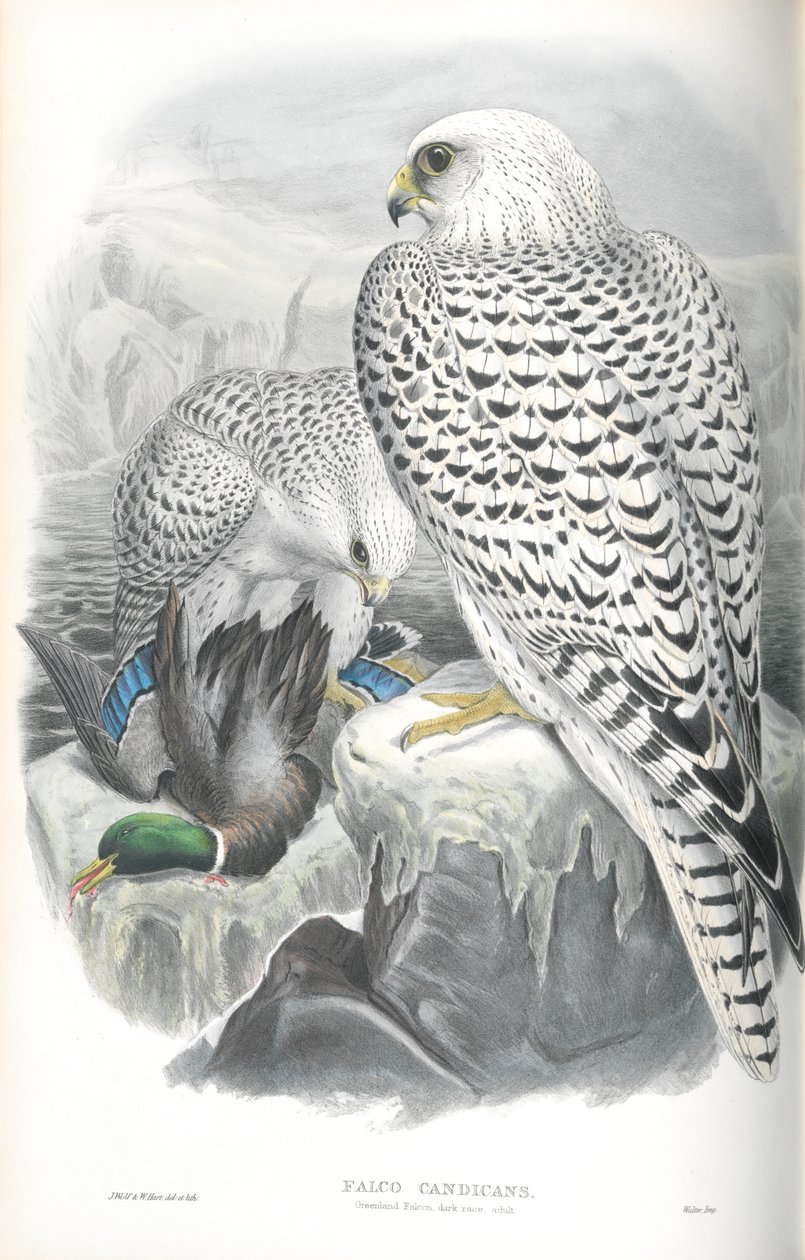 Ilustrace Falco Candicans (Sokol grónský tmavý) od John Gould