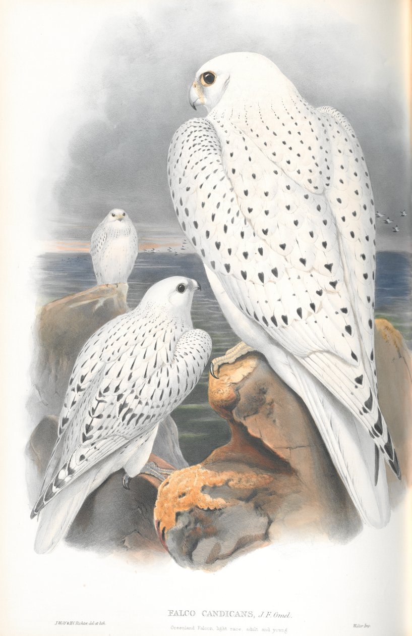Ilustrace Falco Candicans (Sokol grónský lehká rasa) od John Gould