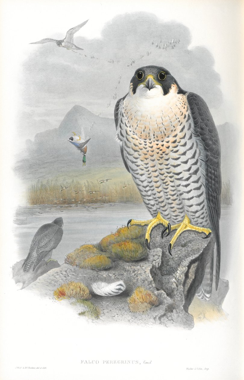 Ilustrace sokola stěhovavého (Falco Peregrinus) od John Gould