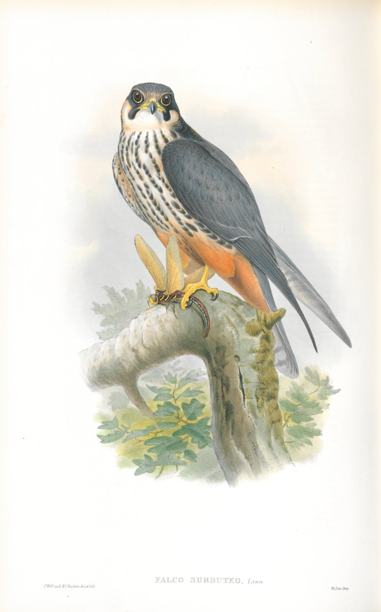 Ilustrace Falco Subbuteo (Hobby) od John Gould