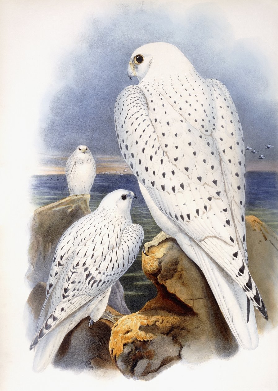 Ilustrace sokolů, 1873 od John Gould