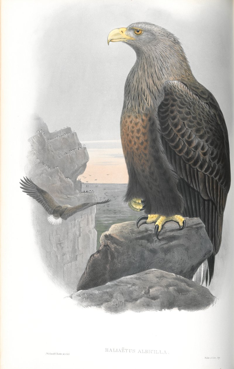 Ilustrace orla mořského (Haliaetus Albicilla) od John Gould