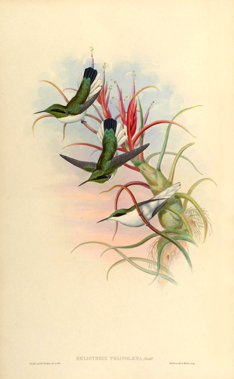Ilustrace Heliothrix phaïnolæma (= Heliothryx auritus phainolaemus) (kolibřík) na Tillandsia bulbosa (bromeliad) od John Gould