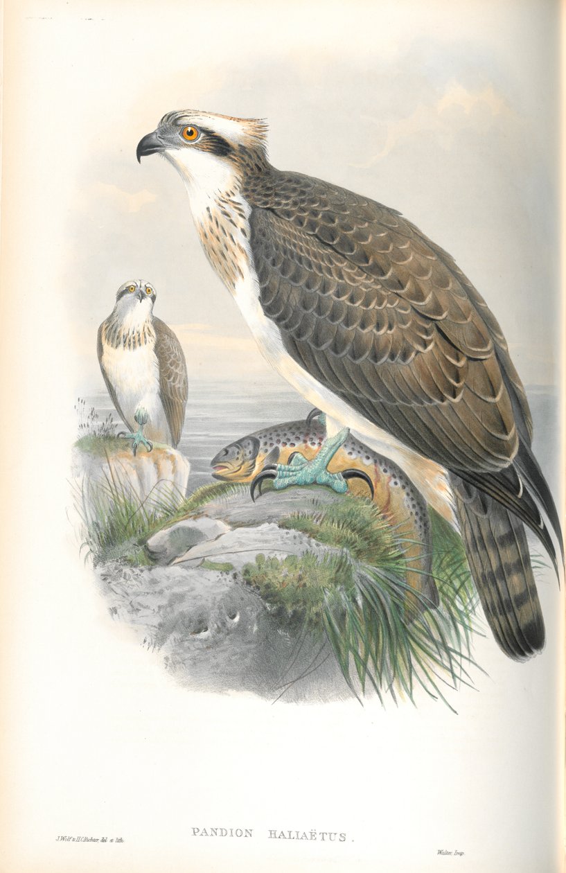 Ilustrace rybáka obecného (Pandion Hallaetus) od John Gould