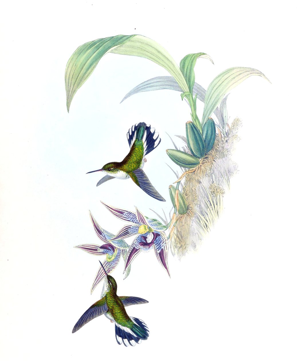 Ilustrace Phlogophilus hemileucurus na Paphinia cristata (orchidej) od John Gould