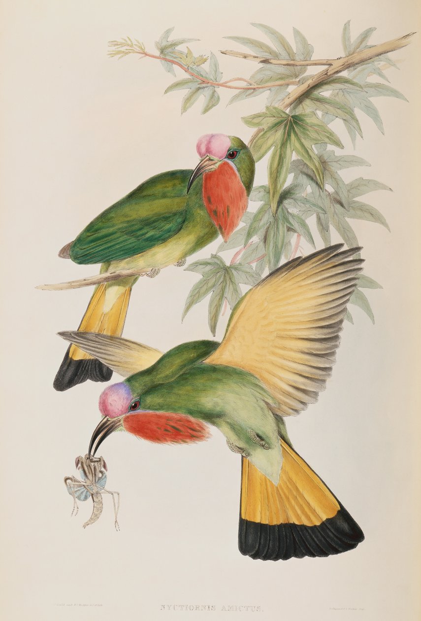 Ledňáček říční (Nyctiornis Amictus) z Asie od John Gould