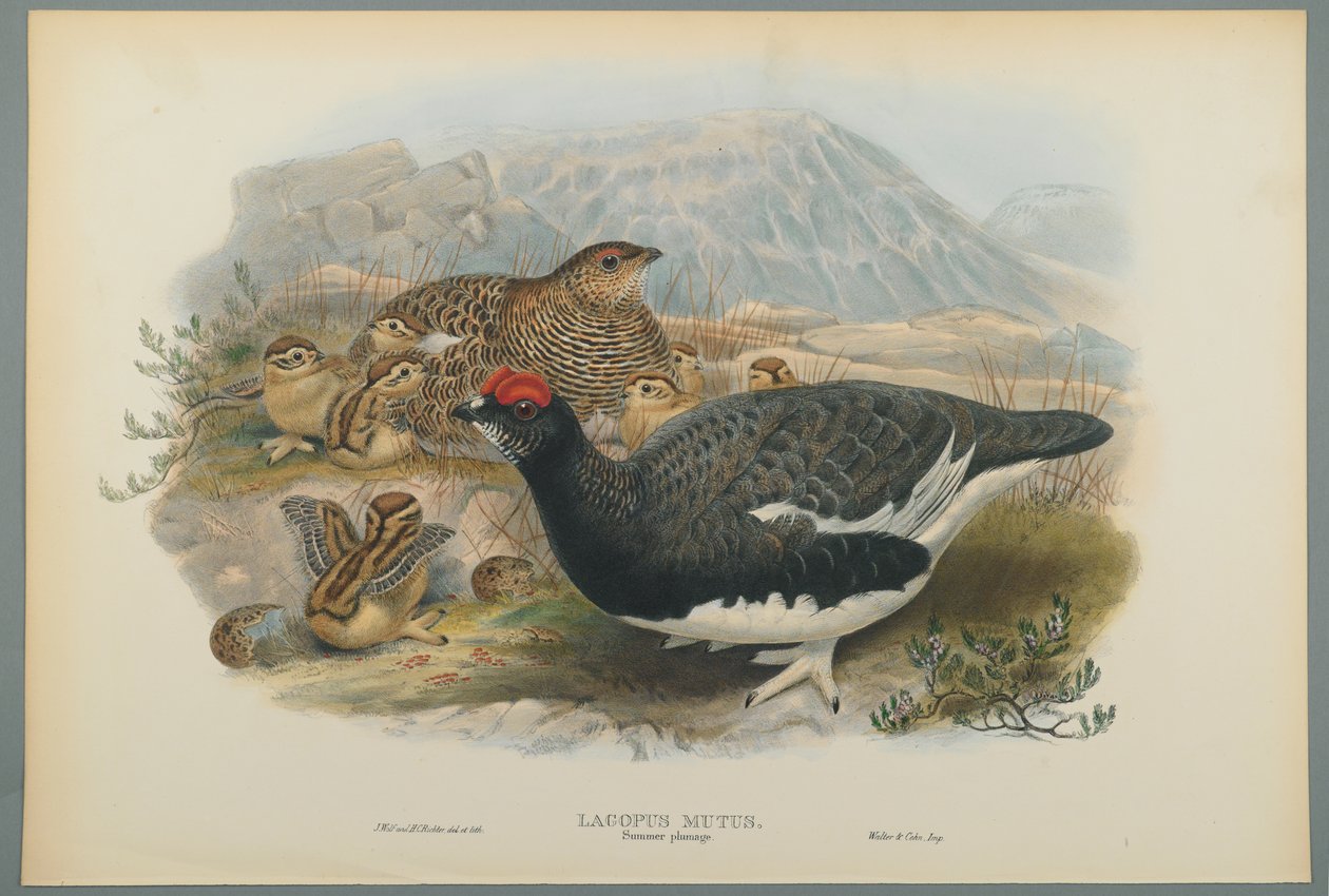 Lagopus Mutus, letní peří: Ptarmigan obecný (barevné litho na tkaném papíře) od John Gould