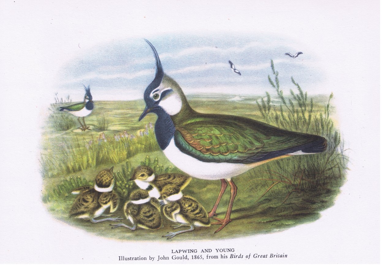 Čejka a mláďata, Příroda v Británii vydal Collins, 1946 od John Gould