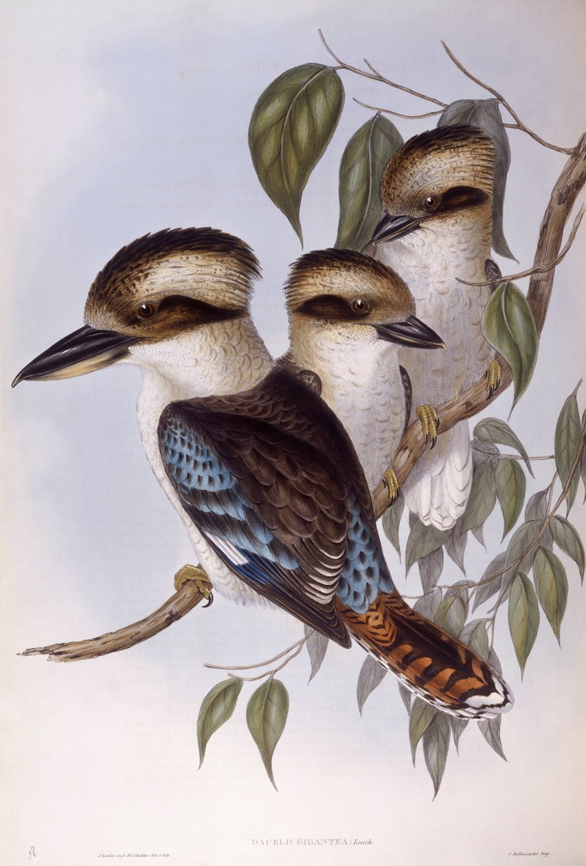 Laughing kookaburra (Dacelo novaeguineae), rytina John Gould od John Gould