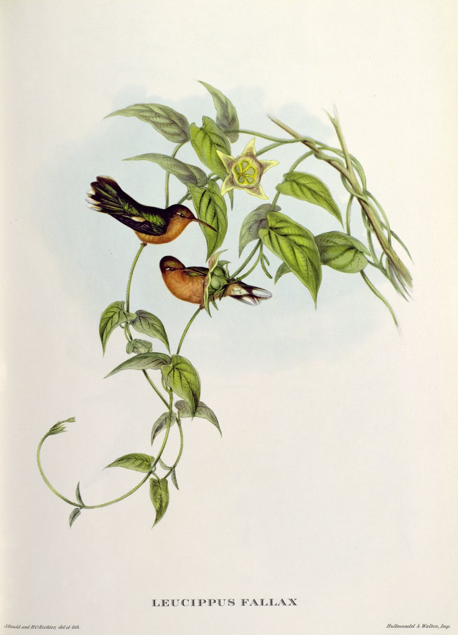 Leucippus Fallax od John Gould
