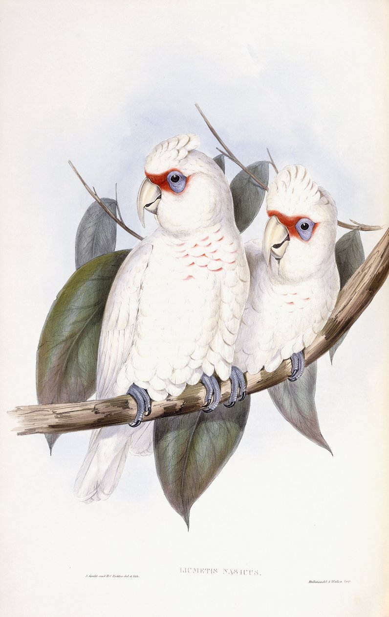 Kakadu dlouhozobý od John Gould