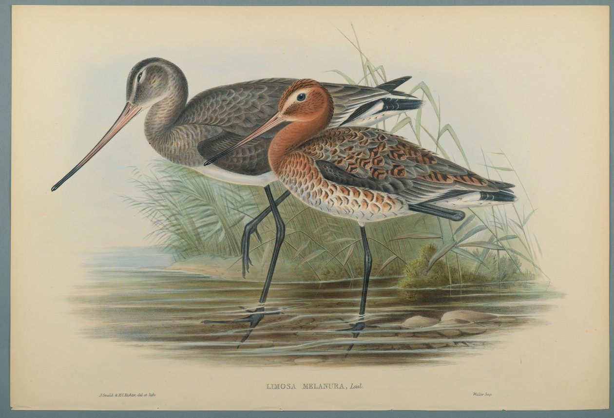 Lurinosa Melanura (barevné litho na tkaném papíře) od John Gould