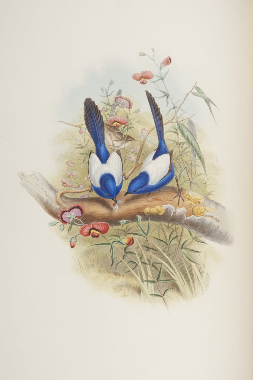 Malurus leuconotus, z „The Birds of Australia“ od Johna Goulda, 1840 od John Gould