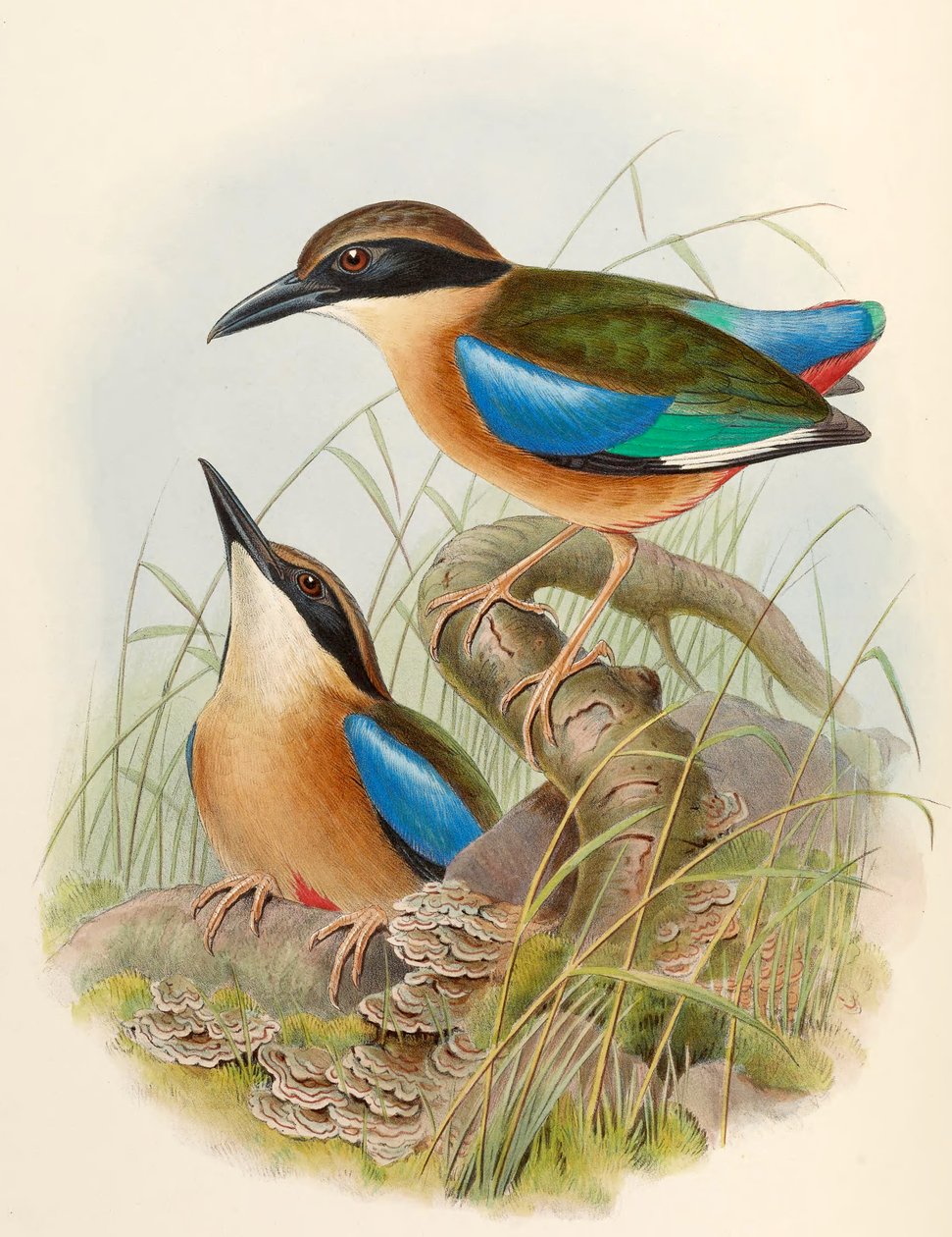 Mangrovová Pitta (Pitta modrookřídlá) Pitta megarhyncha Schlegel od John Gould