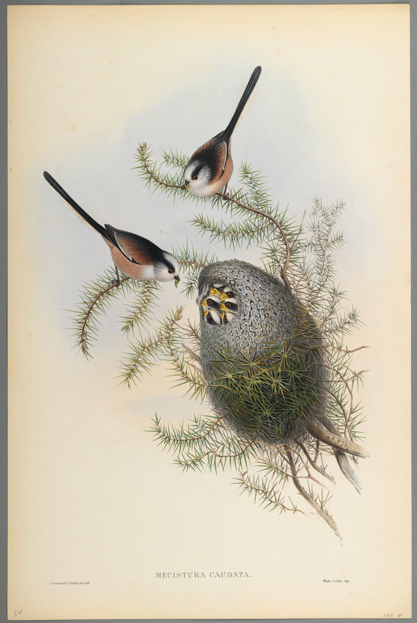 Mecistura Caudata – sýkora dlouhoocasá (barevné lito na tkaném papíře) od John Gould