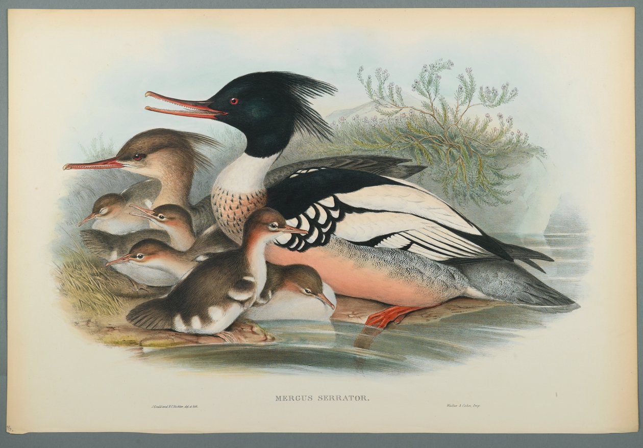 Mergus Serrator: Merganser (barevné lito na tkaném papíře) od John Gould