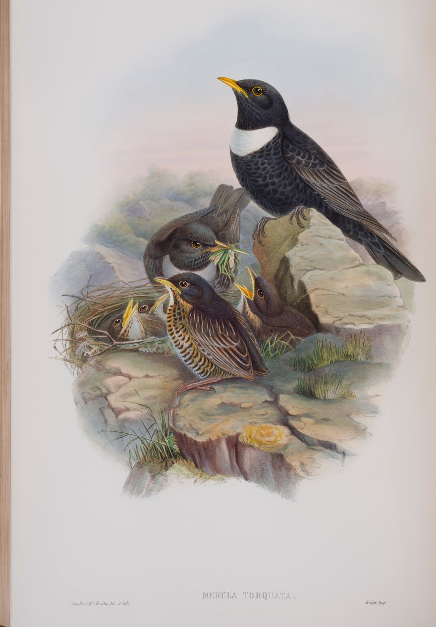 Merula Torquata, deska z The Birds of Great Britain od Johna Goulda, vydaná 1862-73 (ručně kolorované lito) od John Gould