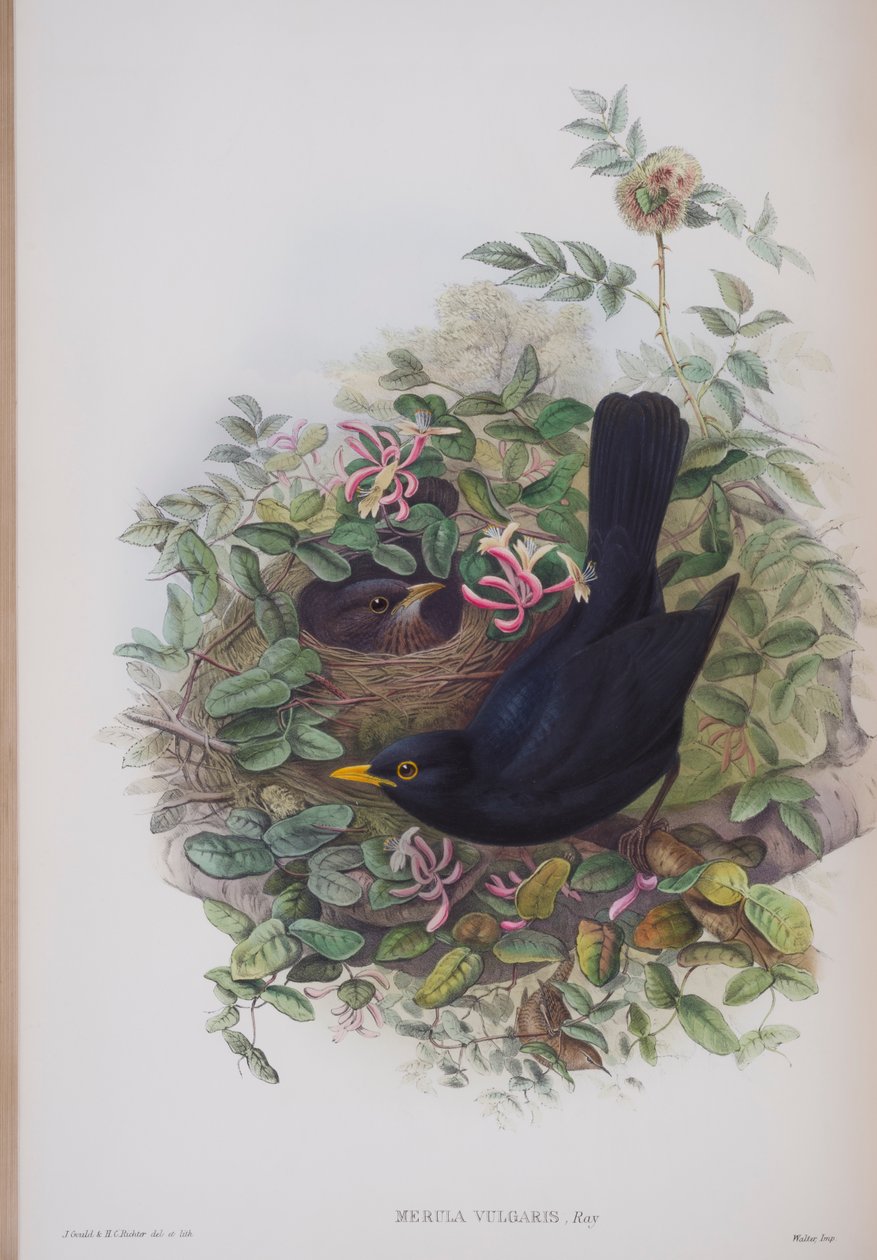 Merula Vulgaris, deska z The Birds of Great Britain od Johna Goulda, vydaná 1862-73 (ručně kolorované lito) od John Gould