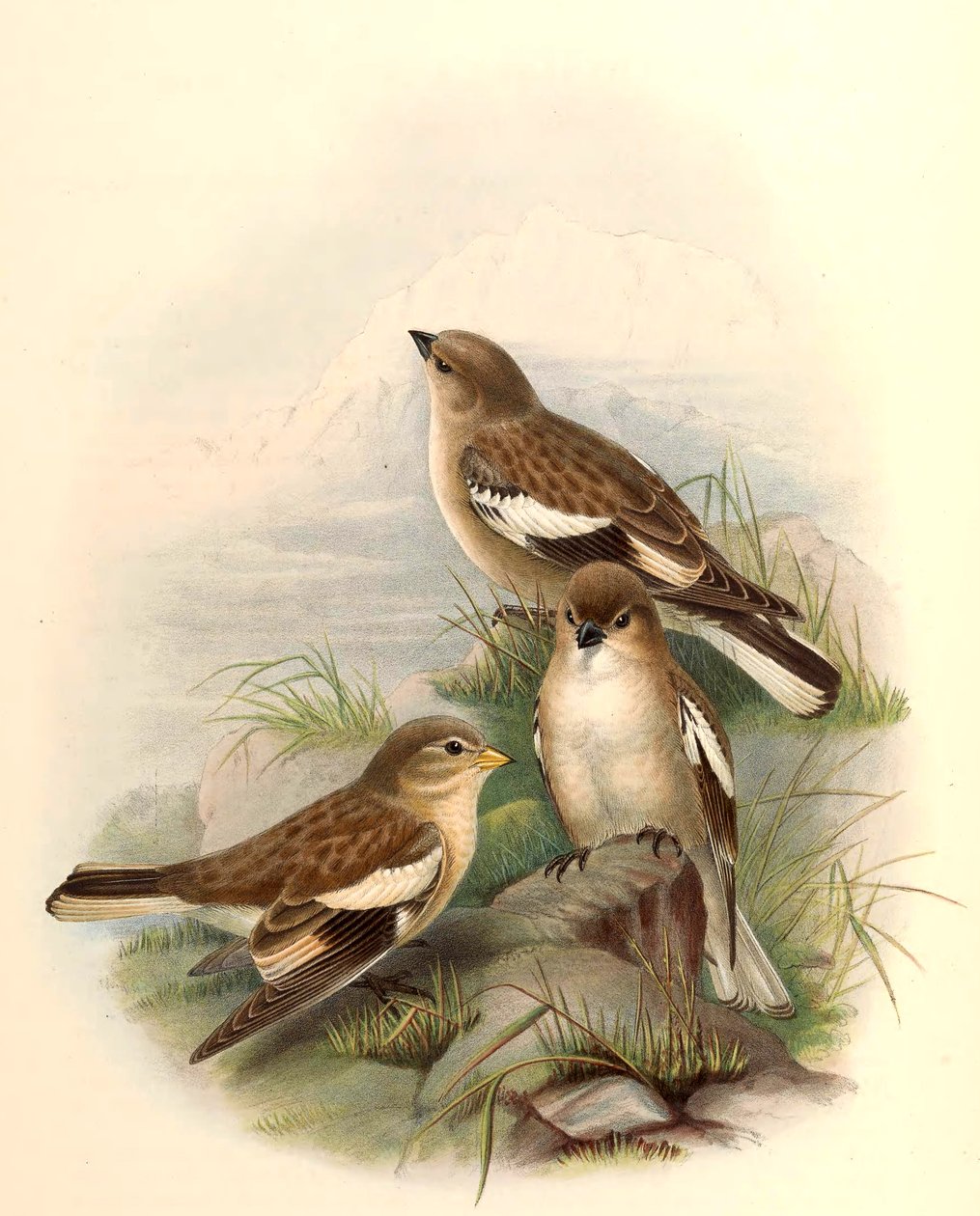 Montifringilla adamsi od John Gould