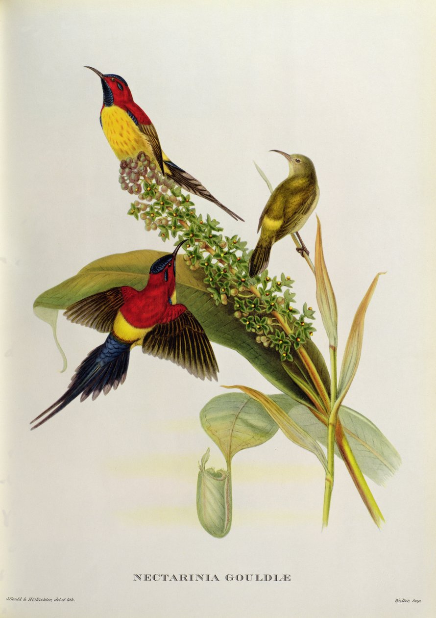 Nectarinia Gouldae z 