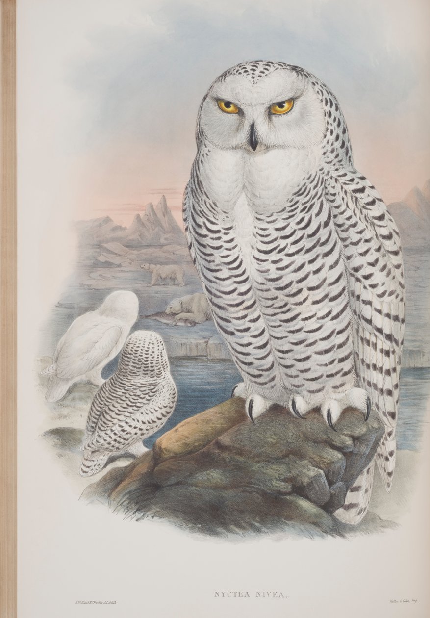 Nyctea Nivea, talíř z The Birds of Great Britain od Johna Goulda, vydaný 1862-73 (ručně kolorované lito) od John Gould