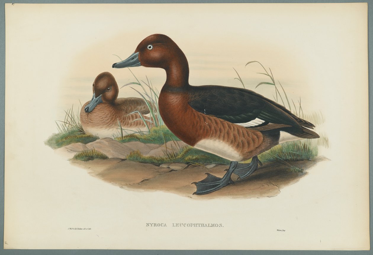 Nyroca Leucophtalmos: Bílé oči nebo železitá kachna (barevné lito na tkaném papíře) od John Gould