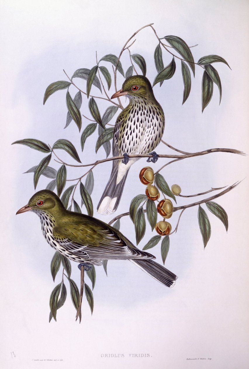 Žluva olivová (Oriolus sagittatus), rytina John Gould od John Gould