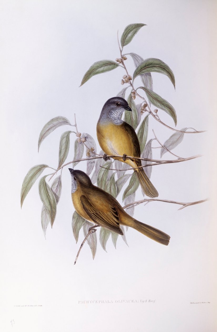 Olivový whistler (Pachycephala olivacea), rytina John Gould od John Gould