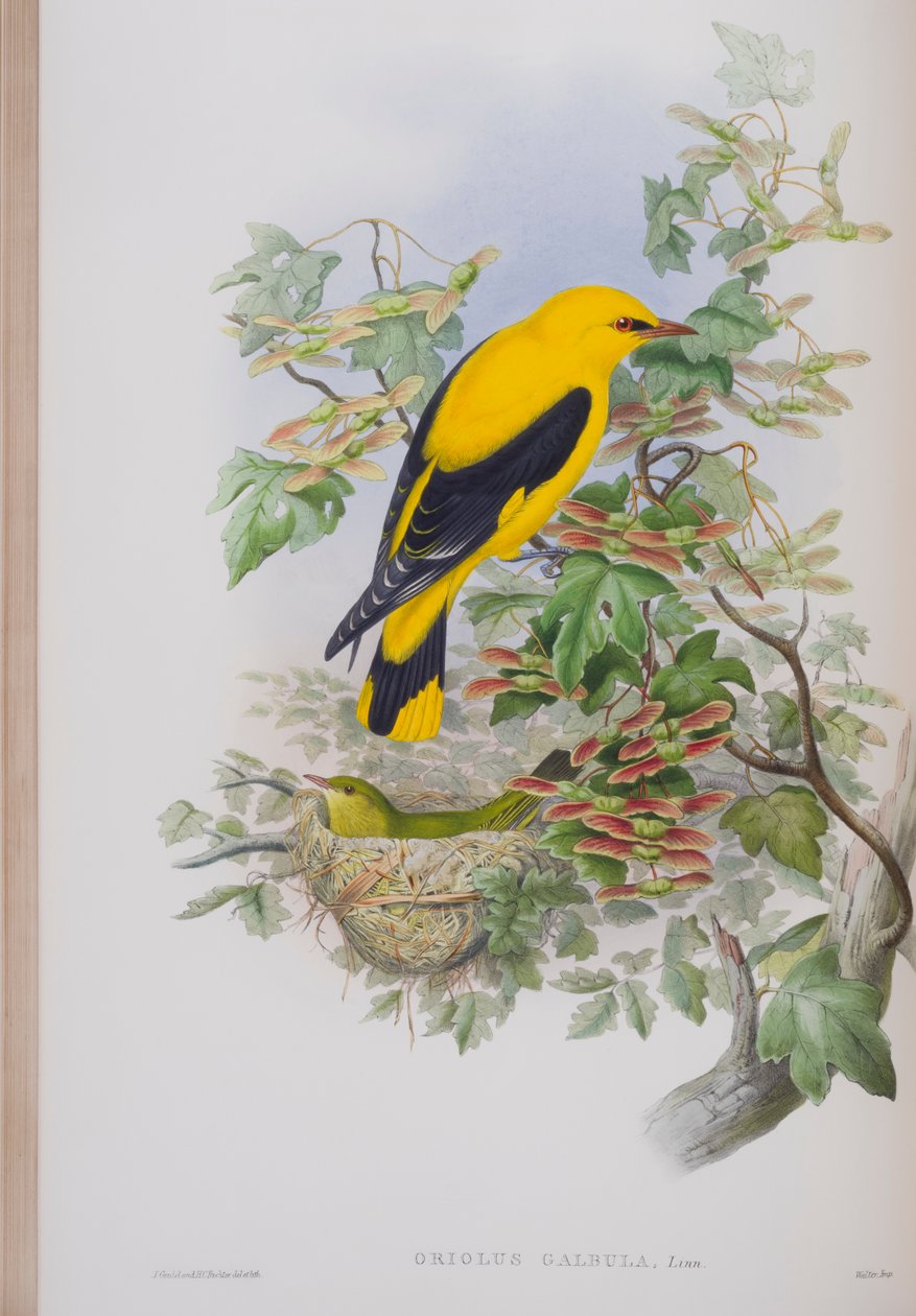 Oriolus Galbula, deska z The Birds of Great Britain od Johna Goulda, vydaná 1862-73 (ručně kolorované lito) od John Gould
