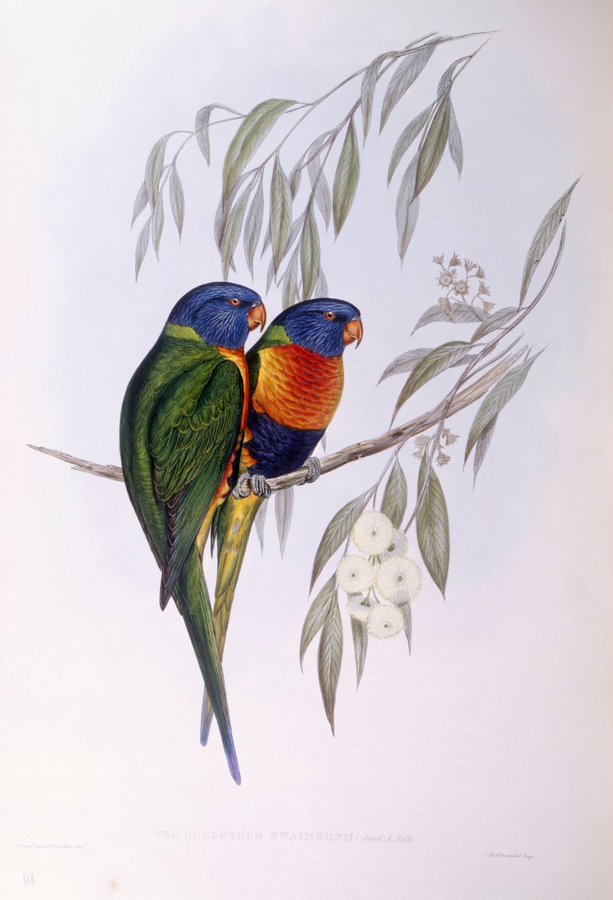 Ozdobený lorikeet (Trichoglossus ornatus), rytina John Gould od John Gould