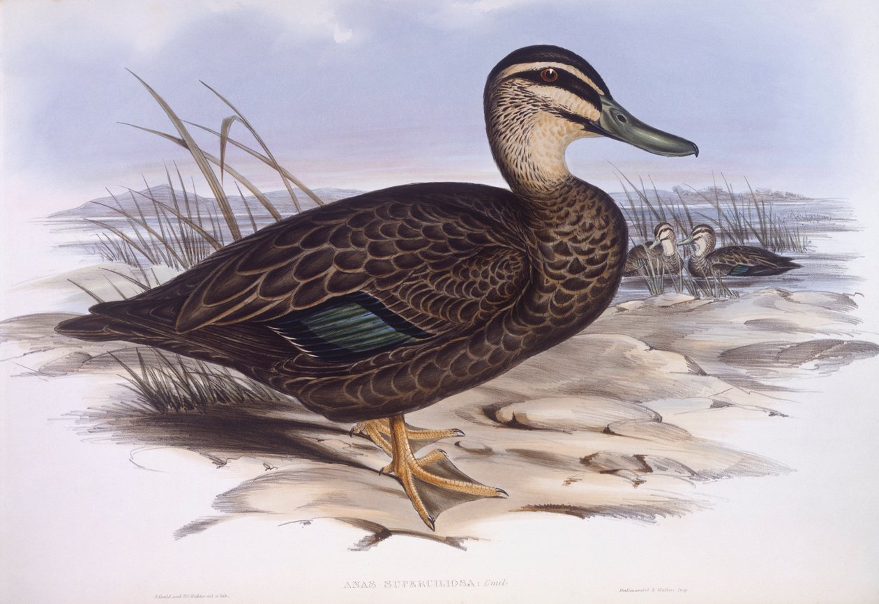Pacifik černá kachna (Anas superciliosa), rytina John Gould od John Gould