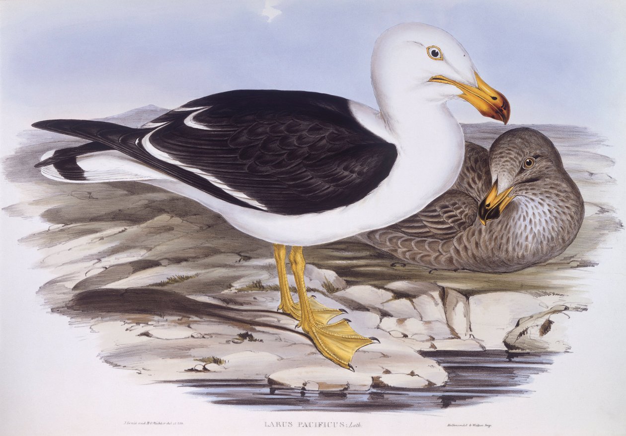 Racek tichomořský (Larus pacificus), rytina od Johna Goulda od John Gould