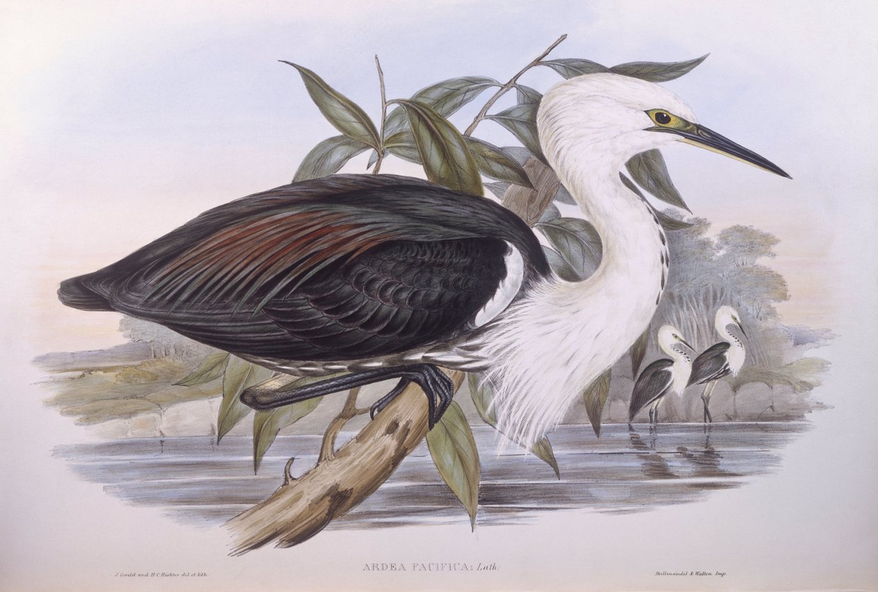 Pacifická volavka (Ardea pacifica), rytina od Johna Goulda od John Gould