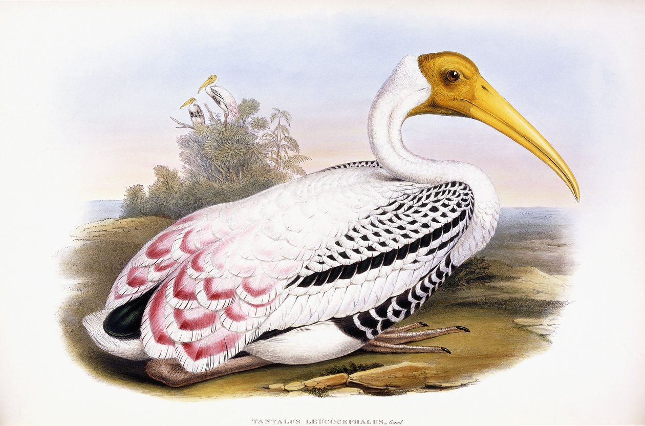 Malovaný čáp od John Gould