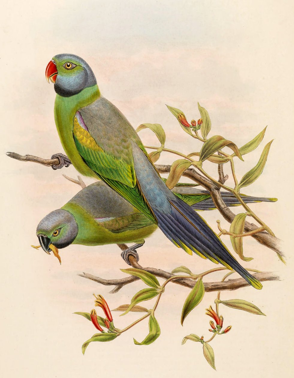 Palaeornis calthropae = Psittacula calthropae od John Gould