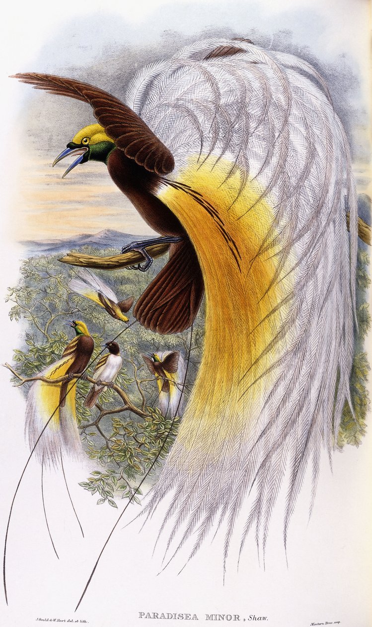 Paradisaea Minor od John Gould