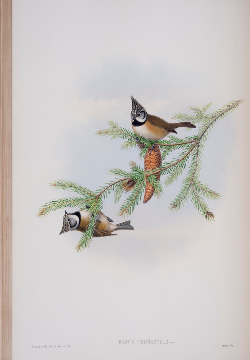 Parus Cristatus, deska z The Birds of Great Britain od Johna Goulda, vydaná 1862-73 (ručně kolorované lito) od John Gould