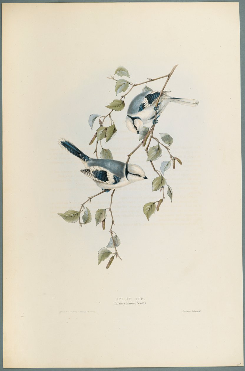 Parus Cyanus: Sýkora azurová (barevné litho na tkaném papíře) od John Gould